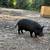 Free Pig 4 thumbnail