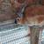 Mini Rex Rabbits 1 thumbnail