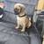 Pug puppy 8 thumbnail