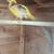 Yellow pheasants 1 thumbnail