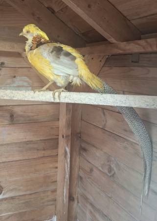 Yellow pheasants 1