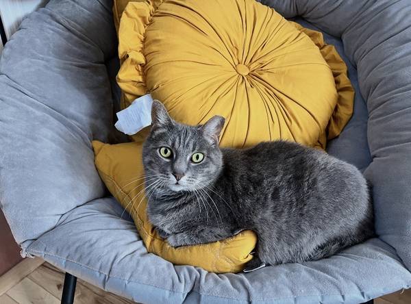 Sweet kitty needs home (santa cruz)