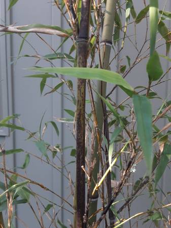 5 Giant Timber Bamboo - $1,000 (russian river)63471438785921124