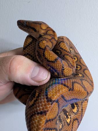 Brazilian Rainbow Boa (White Bluff, Dickson, Bellevue)63664482391425120