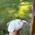 Celadon & coturnix quail 5 thumbnail