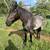 Blue Roan Draft Cross Gelding 3 thumbnail