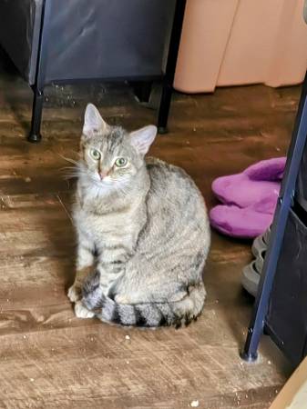 Kitty needs home immediately! 1