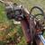 Log splitter 5 HP Home built heavy duty 1 thumbnail