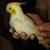 Cockatiels 3 thumbnail