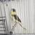 Canaries canarios 13 thumbnail