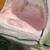 Goliath Grouper Head Mount 4 thumbnail