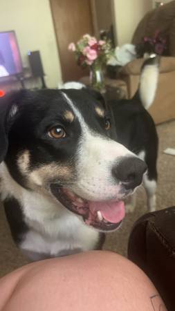 Border Collie Mix 4 year old (Boonville)63981874426498121