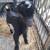 Nigerian dwarf bucklings 3 thumbnail