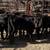 Corriente Calves | Heifers & Steer 12 thumbnail