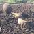 Piglets for sale. Roasting or feeders (Mangalitsa) 4 thumbnail