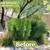 ***Professional Lawn and Maintenance Services, Quality & Excellence*** 20 thumbnail