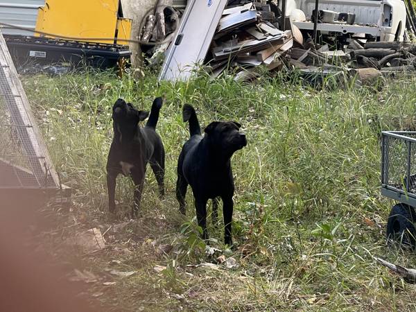 FOUND:  TWO BLACK DOGS 1