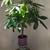 Plants 2 thumbnail