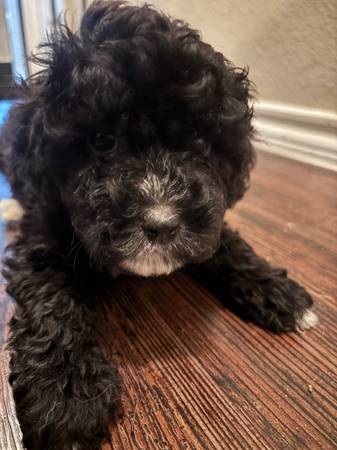Machos Cockapoo (Houston)63859316212993121