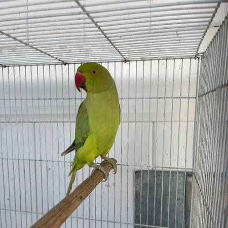 Indian ring neck 1