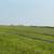 Small Squares Grass Hay 2 thumbnail