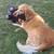 Pet Sitting in your home 5 thumbnail
