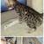 Siberian Savannah Kittens 9 thumbnail