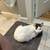 2year old cat and kitten 2 thumbnail