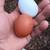 Chickens for sale 6 thumbnail