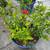 Plants for sale 6 thumbnail