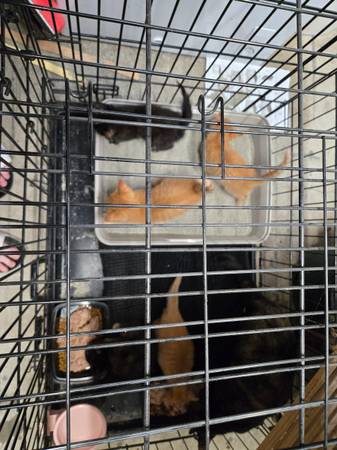 Gatitos por una pequeña tarifa de reubicación (Fletcher)64145663217793123