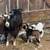 Friendly Silky Fainter Nanny Goat and her two Babies 2 thumbnail