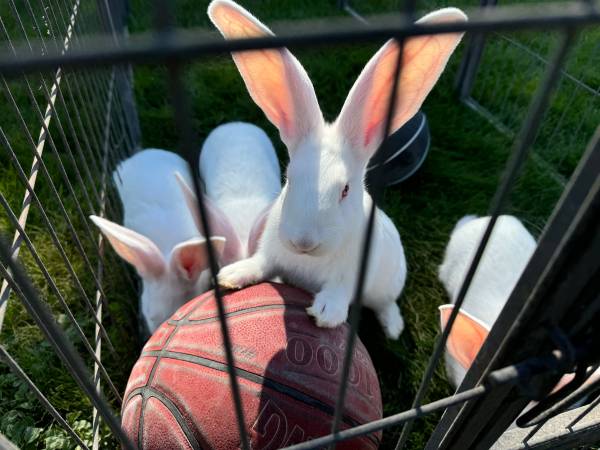 Rabbit 1