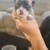 Pug mix puppies 1 thumbnail