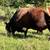 Great Starter Herd - South Poll Cattle 9 thumbnail