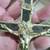 Monk’s Nun’s Large Antique Crucifix with Skull & Crossbones. Pectoral 4 thumbnail