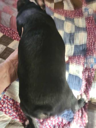 Boston Terrier (Morristown)63670756576643121
