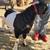 Boer male goat 5 thumbnail