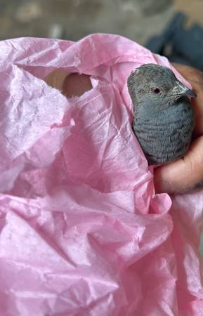 button quail 1