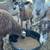 Katahdin Rams 6 thumbnail