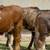 Tigerstripe & Chocolate Braford Replacement Heifers 16 thumbnail