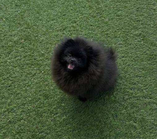 Male Pomeranian Pup 1