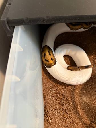 Ball Pythons (Summerlin)63907185147394124