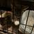 kittens 1 thumbnail