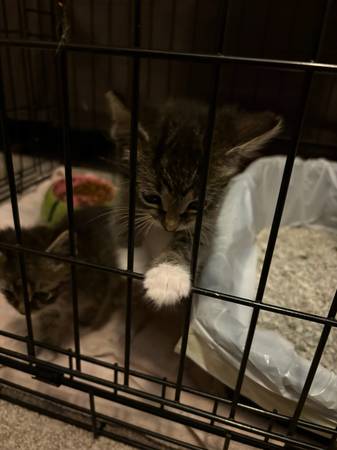 kittens 1