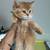 British kittens 7 thumbnail
