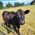 Angus Heifer 2 thumbnail
