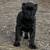 Pup who loves Sunday mornings 2 thumbnail