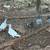 Pigeons 3 thumbnail