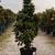 MD Licensed Tree Expert / Tree & Stump Removal / Pruning 11 thumbnail
